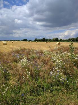 13731011_1431798633500562_8646709884280538620_o